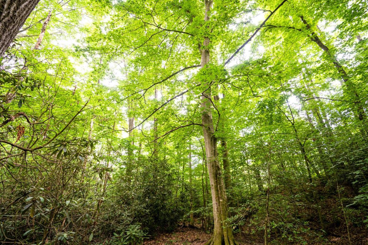Foggy Bottom Cabins Pisgah Forest Ngoại thất bức ảnh